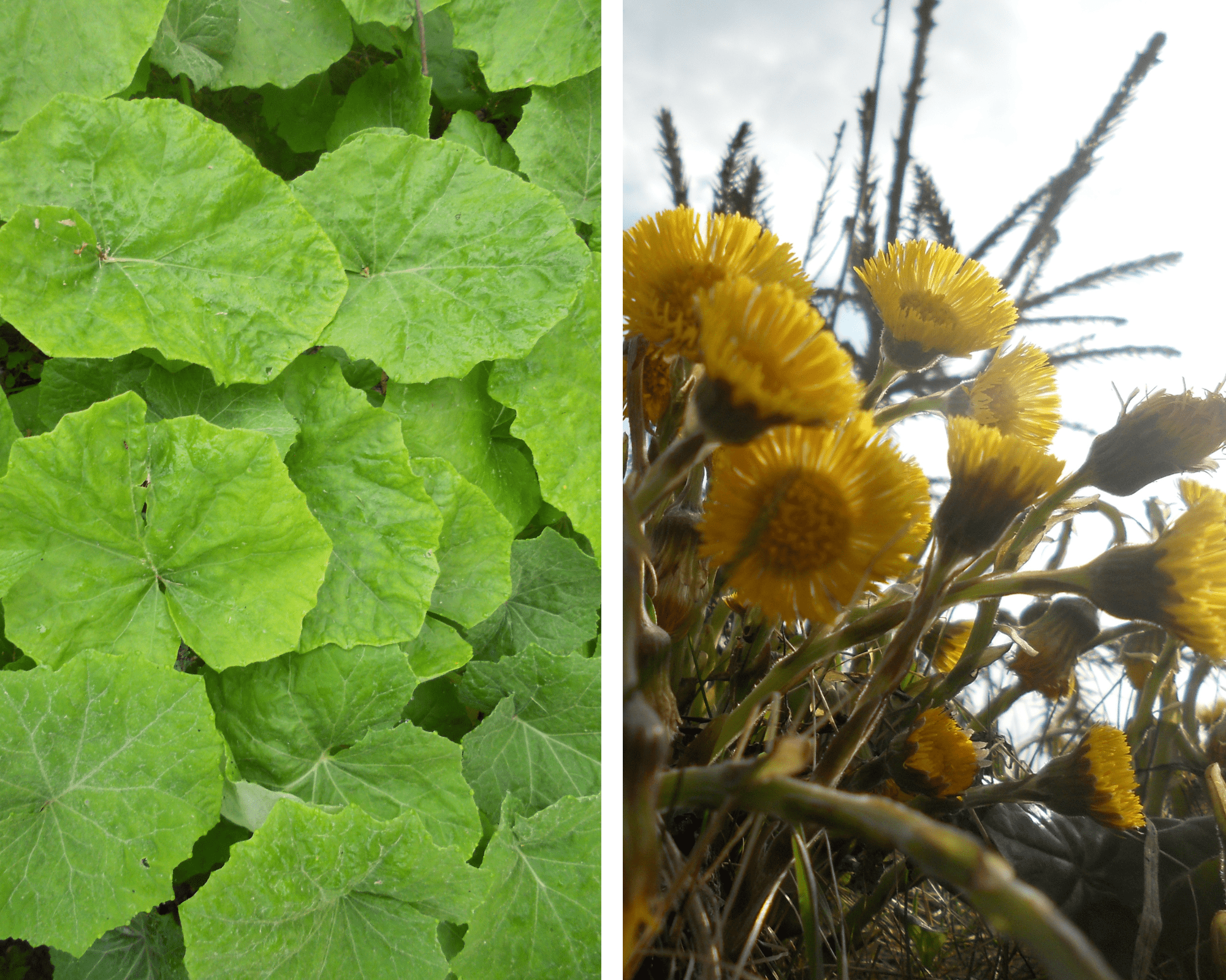 Šalpusnio lapai ir žiedai