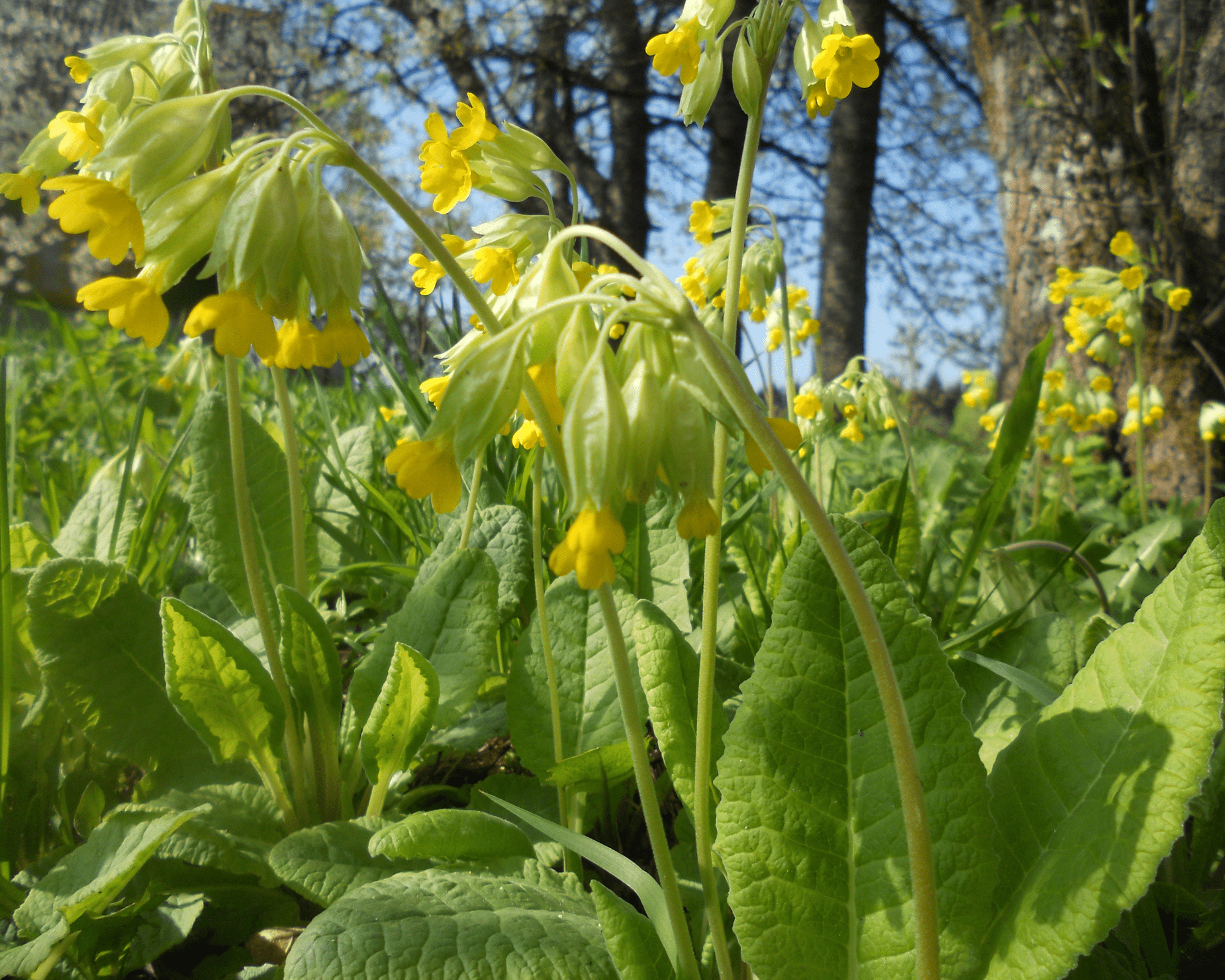 Raktažolės augalas, su lapais ir žiedais.