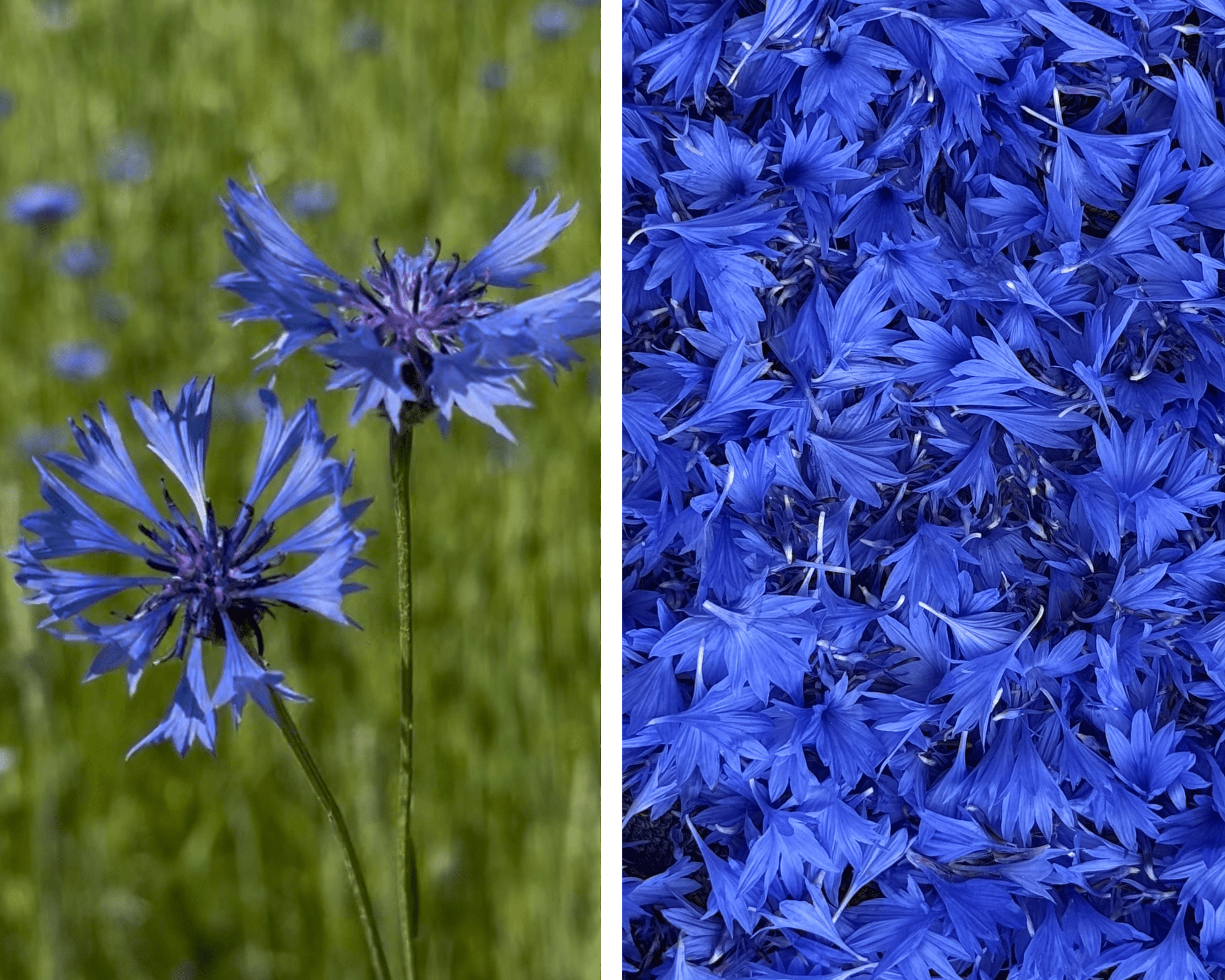 Rugiagėlės augalas ir jos žiedlapiai